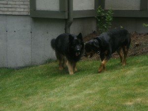 German Shepherd and Rottweiller