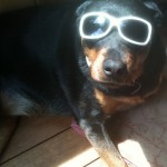 Rottweiler with glasses