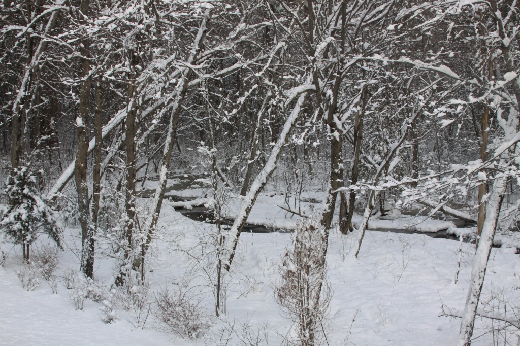 View of the woods from my Kitchen